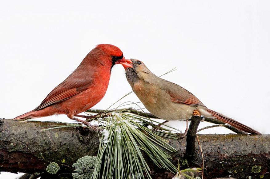 Norra kardinaler migrerar inte utan förblir i samma intervall året runt