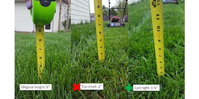 Det finns en allmän tumregel för att bestämma hur gräshöjden ska vara på din gräsmatta