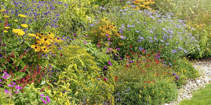 De papperiga blommorna av Xerochrysum bracteatum har lurat mer än en person som tyckte att de röda