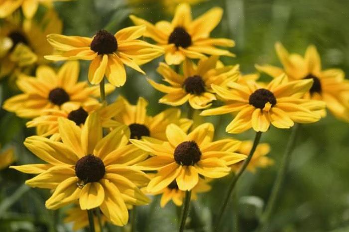 Stauder är växter som en gång planterats vanligtvis återkommer år efter år i din blomsterbädd