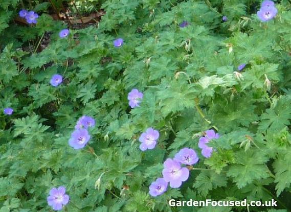 Geranium Rozanne märktes på grund av dess lysande violettblå blommor