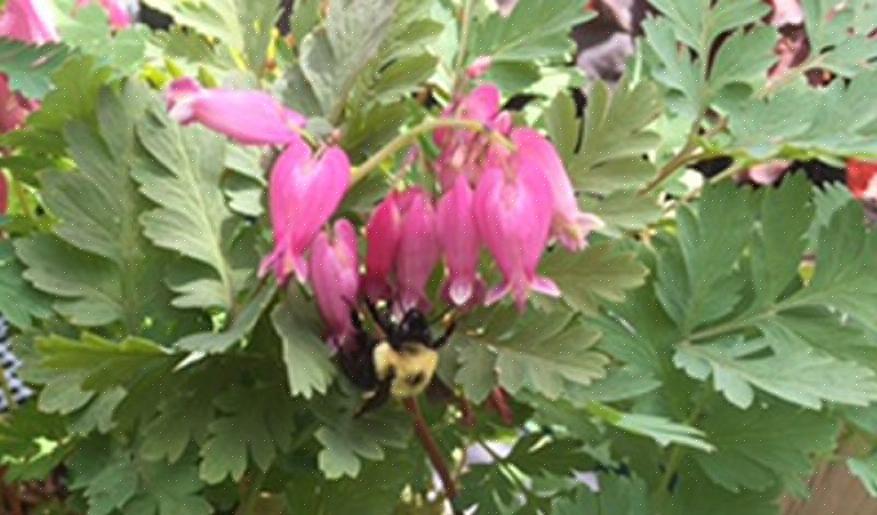 Är statliga astilbes utmärkta långlivade nektarleverantörer för trädgårdar i delvis eller fullskugga