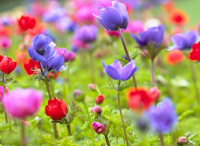 Anemonblommor har länge varit en favorit bland blomsterhandlare