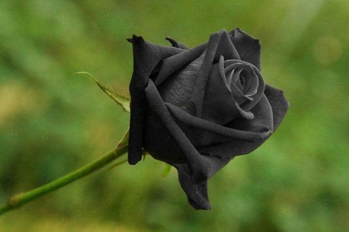 Har du någonsin undrat vad betyder svarta rosor