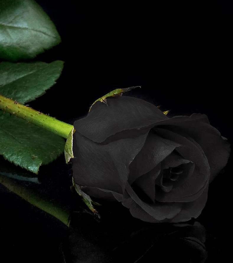 Vad betyder svarta rosor
