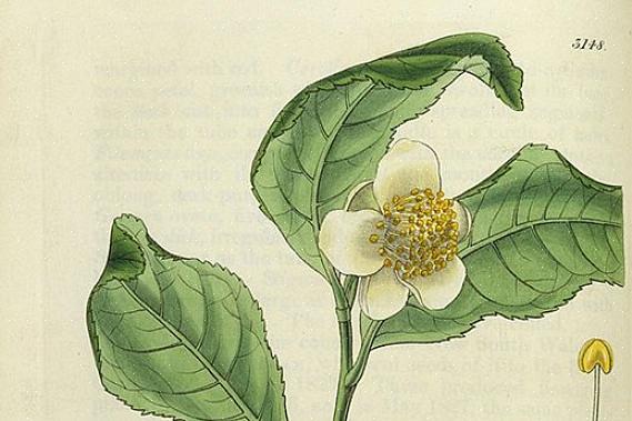 Camellia sinensis (eller teplantan) används för att göra de flesta traditionella koffeinhaltiga teer