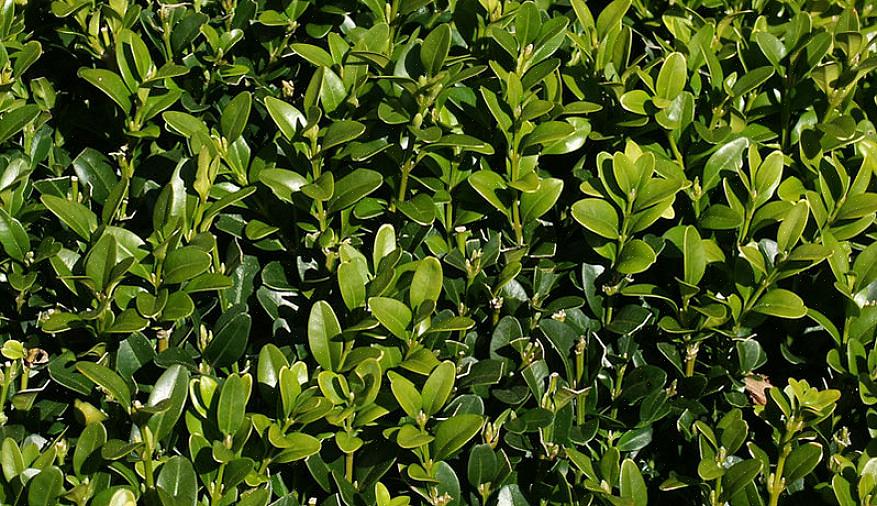 Evergreen viburnums är vackra bredbladiga vintergröna buskar som ger fyra årstider av intresse i trädgården