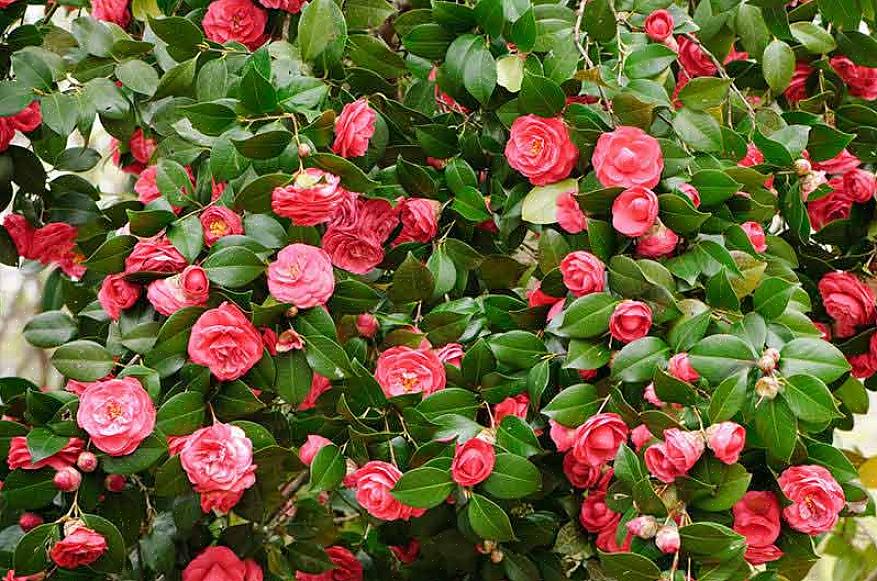 Camellia sinensis ger blommor som producerar te