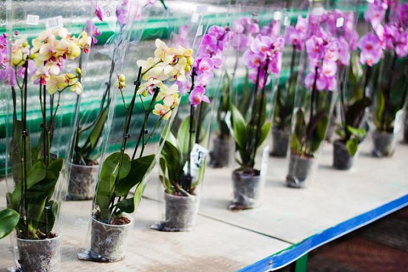 Att välja en hälsosam orkidé är viktigt även om växten är avsedd som en present eller bara en bordsskärm