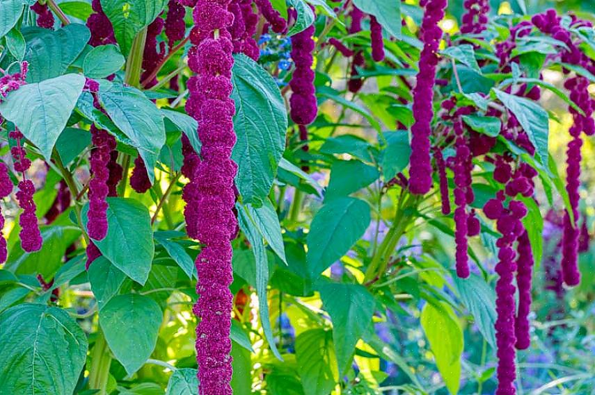 Kommer amaranth säkert att få positiva kommentarer i din blomsterträdgård från tidig sommar till frost