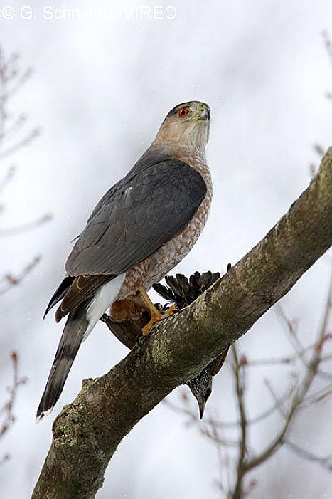 Några av de mest kända accipitrarna i Nordeuropa är Cooper's Hawks