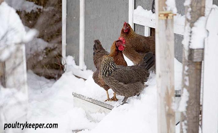 Kycklingar behöver inte värmare
