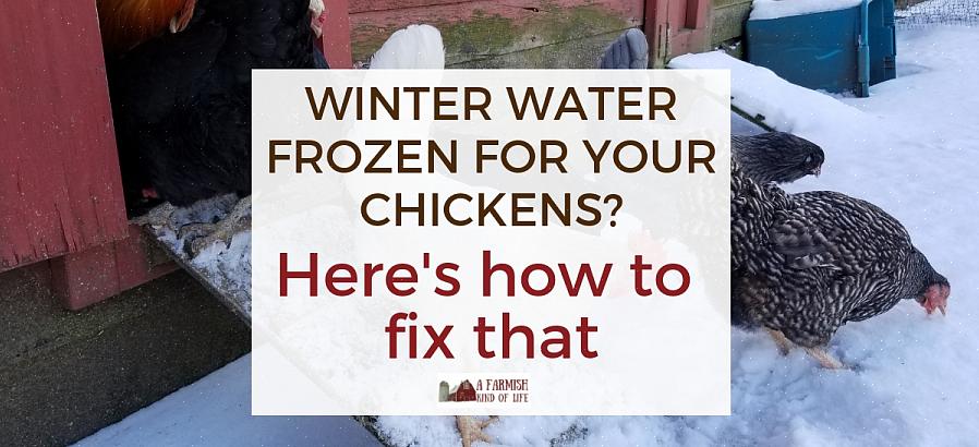 Du kanske undrar om dina kycklingar blir tillräckligt varma eller om de fortfarande kommer att lägga ägg