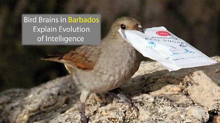 Och precis som det finns smarta fåglar finns det också dumma fåglar