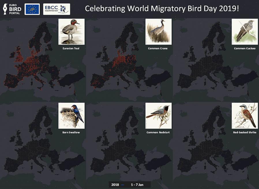 Detta är den vanligaste migrationstypen med många fåglar som migrerar från Arktis till tropikerna