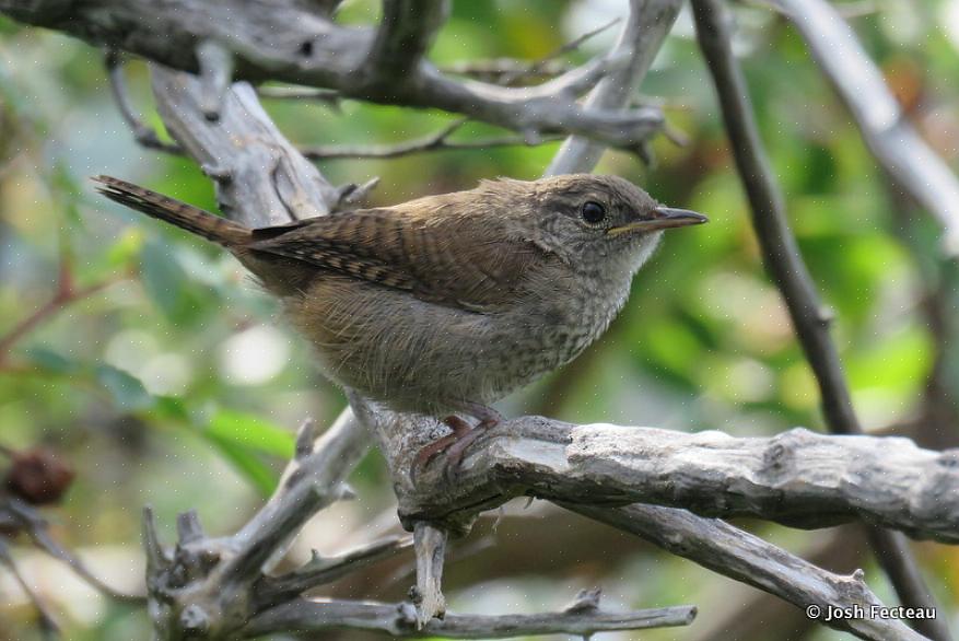 Räckviddskartor bör också inkluderas för att hjälpa till att identifiera wrens efter geografi