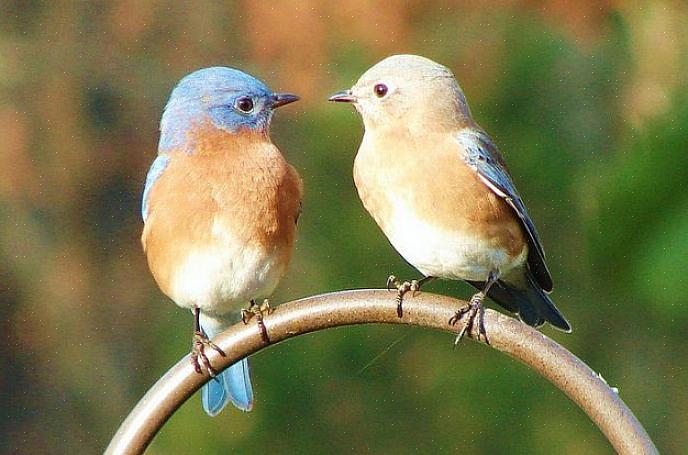 Och många fågelskådare i bakgården kan locka blåfåglar under varje säsong
