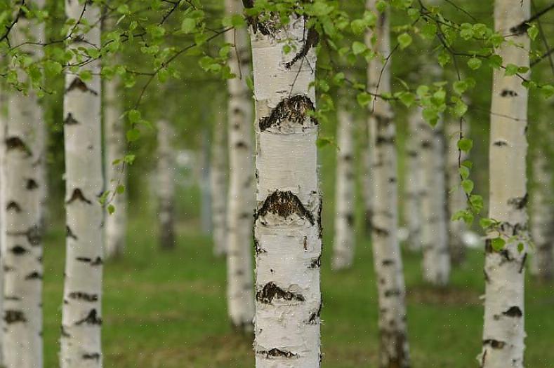 Pappersbjörkar ger en show året runt med sina gröna blad som är starkt kontrasterade mot sin vita bark