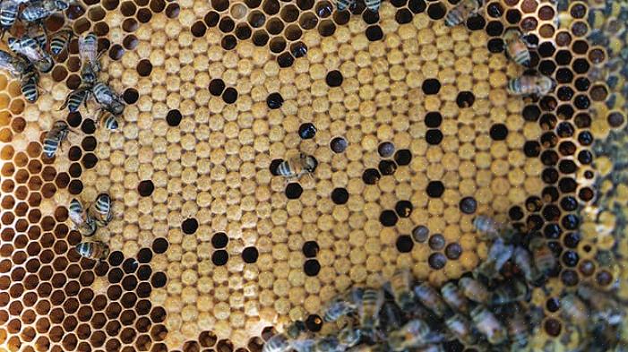 Samlat mycket kunskaper om biodling är det dags att beställa dina bin