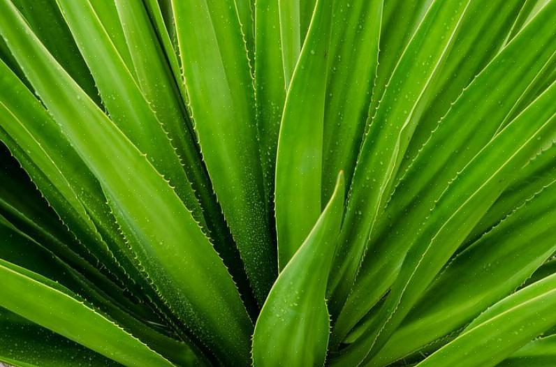 Aloe vera-växten är bara en typ