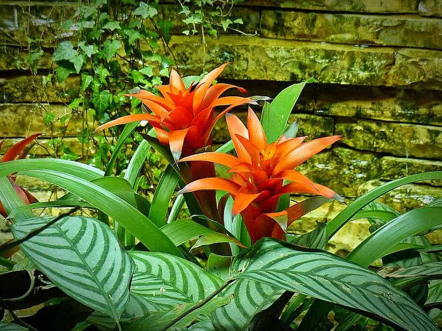 Utforska 12 populära blommande växter som hjälper dig att älska din trädgård igen när temperaturen stiger