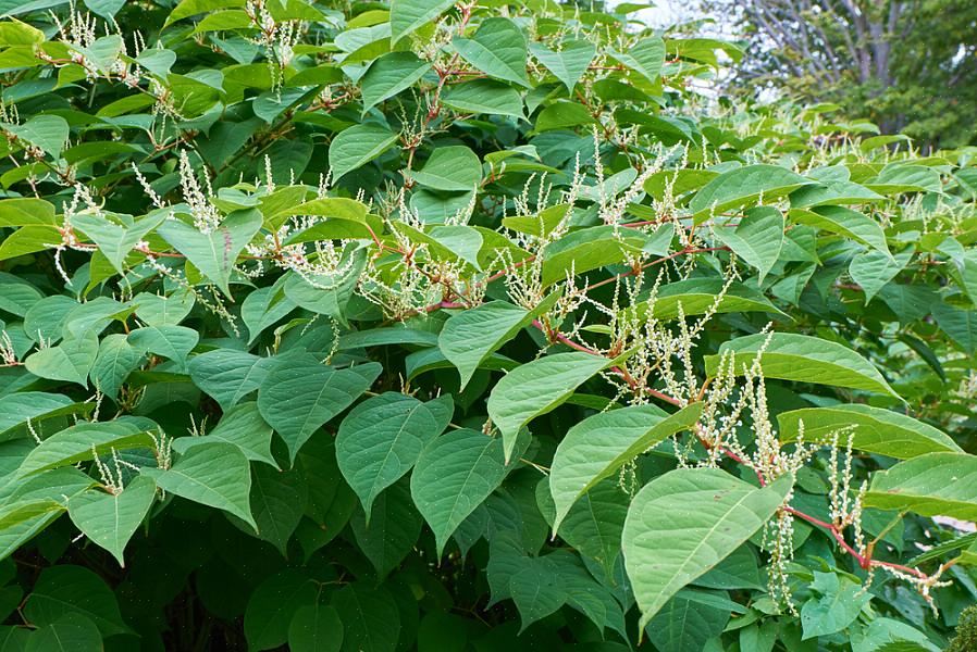 Om du inte sprutar på rätt sätt kan japansk knotweed också använda sitt "vilande försvar" mot herbiciden