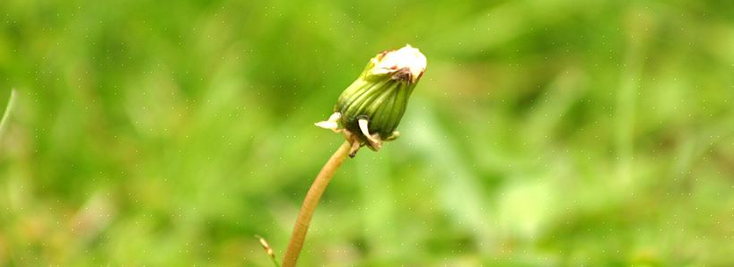 Den ovannämnda japanska knotweed kan vara den mest avskräckta växten som ingen någonsin har hört talas om