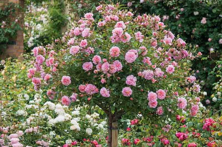 Hur man odlar rosenbuskar