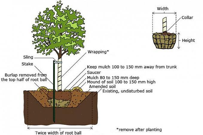 Burla-planterade växter är containerplantor