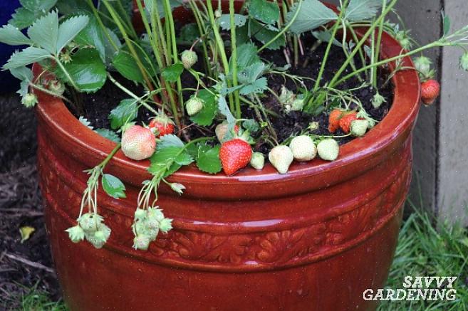 Jord beredd är du redo att börja plantera din jordgubbskruka