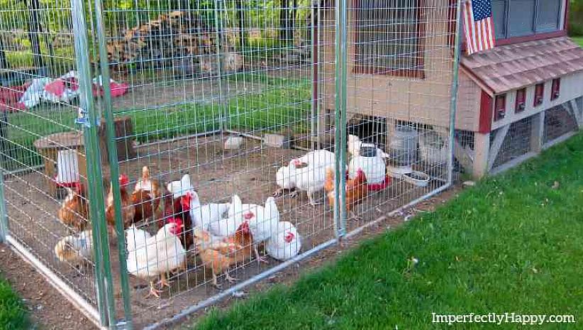 Att planera rätt kycklingkooper börjar med att överväga