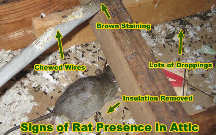 Se till att använda en större fälla märkt för råttkontroll