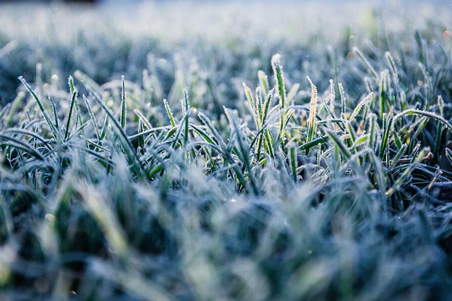 Vinterdöd avser allvarlig skada eller dödsfall som uppstått av gräsmattor på gräs under vintermånaderna