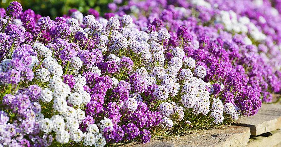 Söta alyssumblommor är bland de mest populära växterna som säljs på trädgårdscentra i Nordeuropa