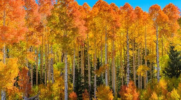 Den skakande aspen blev statens träd i Utah 2014
