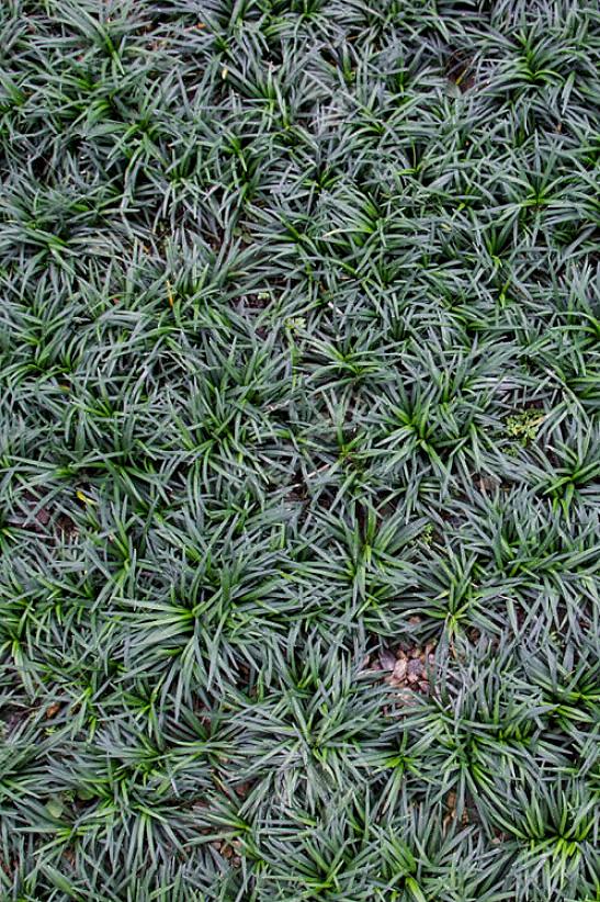Svart mondo gräs förökas vanligtvis genom att lyfta