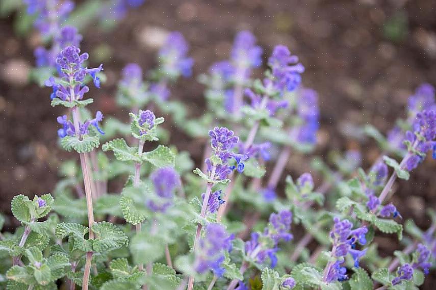 Växtaxonomi klassificerar denna dvärgkattmynta som Nepeta racemosa Little Titch