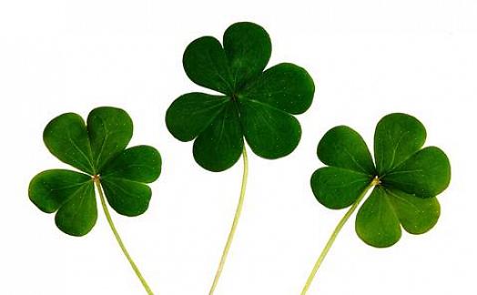 Följaktligen tjänar ett antal växter som irländska shamrocks i Saint patrick's day firande