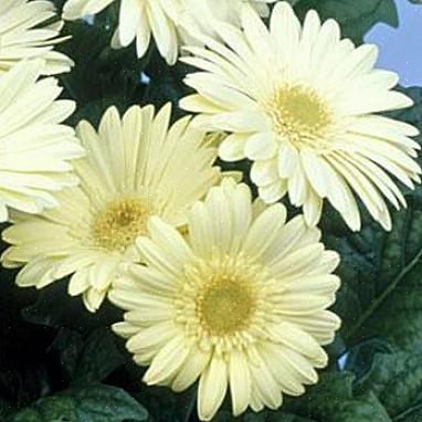 Gerbera daisy blommor odlas som perenner i planteringszonerna 9 till 11