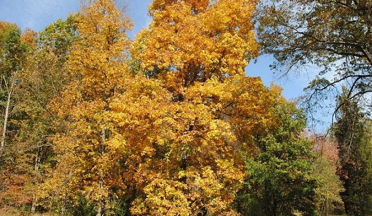 Träet av shagbark hickory mutter träd är mycket hårt