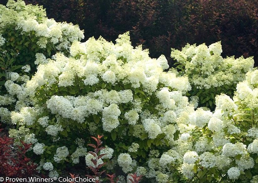 Bobo hortensia är känd för sina stora kluster av vita blommor