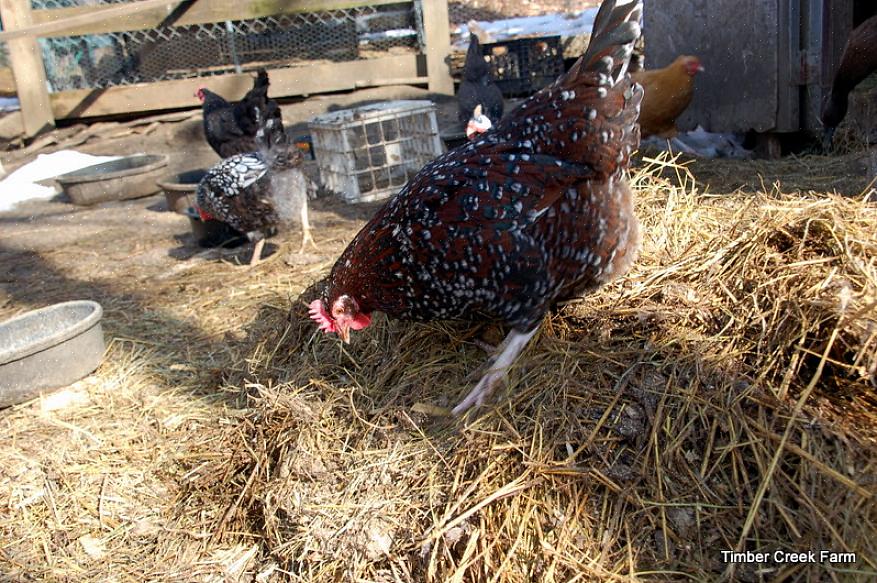 Den djupa kullmetoden är en hållbar metod för att hantera kycklingkull i kycklinghuset som många småbönder