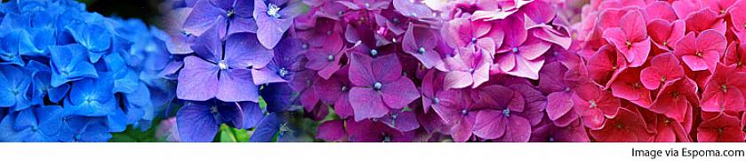 Macrophylla-arten är blommans färg variabel för Rhapsody Blue hortensia