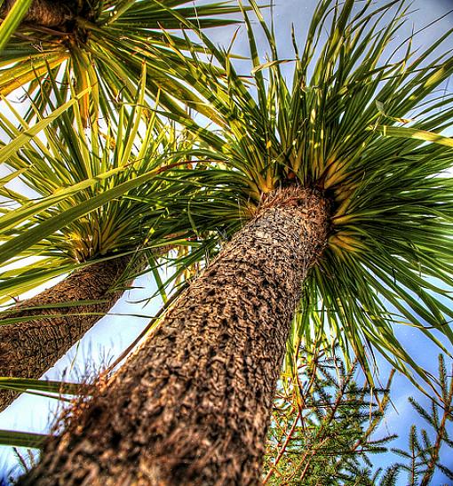 Även de kallhärdiga palmträdarterna som beskrivs här kan ha problem när temperaturen sjunker under 20 grader