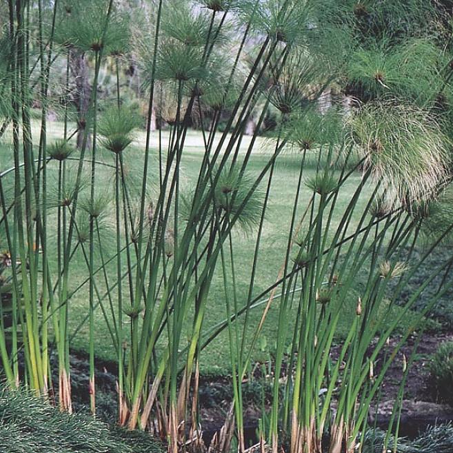 Följaktligen installerar människor som vill odla papyrusväxter i en vattenträdgård dem där direkt