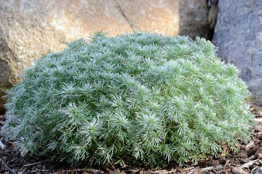 Silvermound Artemisia kallas vetenskapligt Artemisia schmidtiana i växttaxonomi