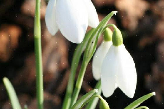 Som namnet antyder är snödroppar (Galanthus nivalis) en av de första vårblommorna som blommar