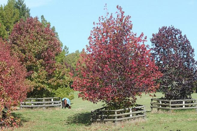 Europeiska sweetgum är lövträd uppskattade för sina stjärnformade löv som förvandlar en blandning av lysande