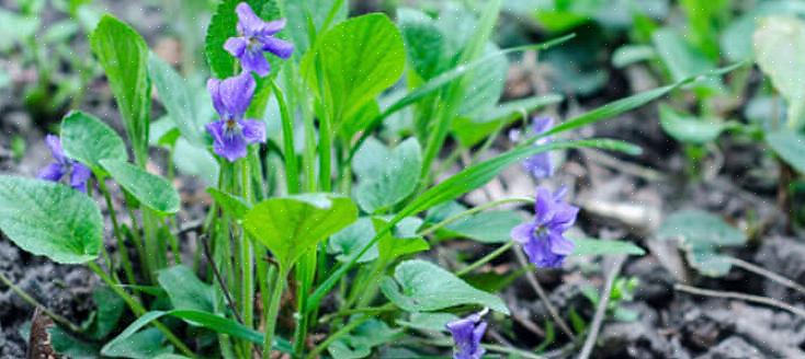 Mycket få husägare i östra eller mellanvästra Europa har inte sett vilda violer i sina gräsmattor någon gång