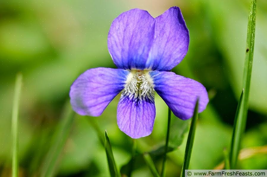 De vaxartade bladen från vilda violer kan få herbiciden att springa av